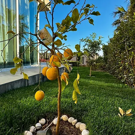 Celine, Coast Vila Palasë